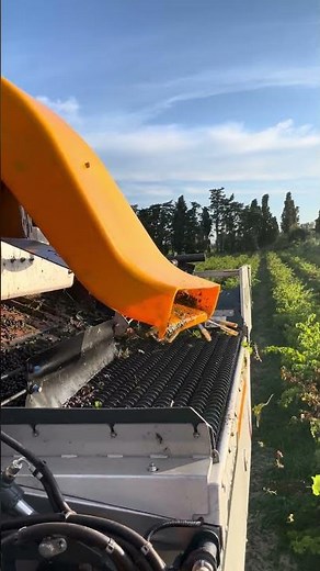 🍇 Eliminez les feuilles et les pétioles avec la table de tri à rouleaux de la Selectiv'Process !