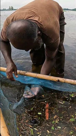 Catching Shrimp in the Beel with a Push Net #ShrimpFishing #PushNet #BeelFishing #DeshiFish