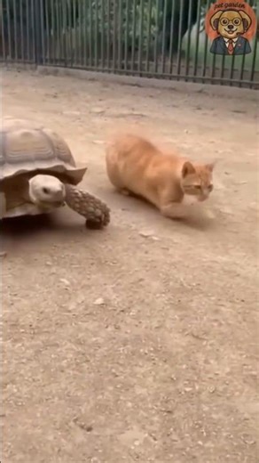 Speed Challenge: Can a Turtle Beat a Cat?