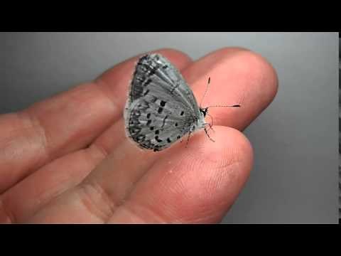 Butterfly-Spring Azure