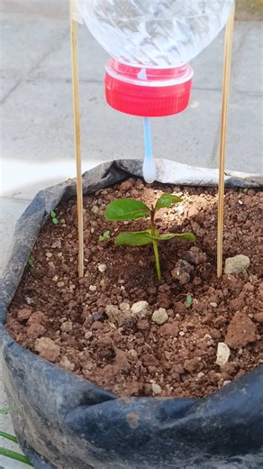 DIY Drip Irrigation Using a Recycled Bottle #lifehacks #gardenhack