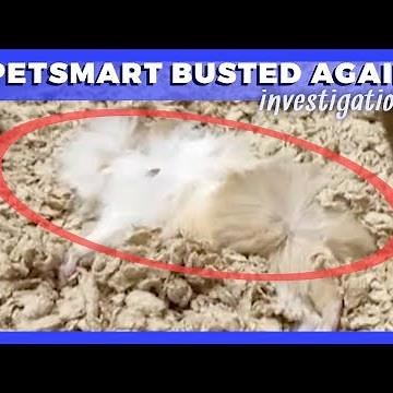 This Guinea Pig Was Found Dead at PetSmart