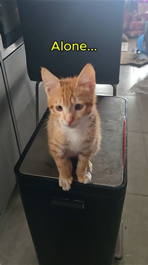 Funny orange cat meowing- ALONE #kitten #cat