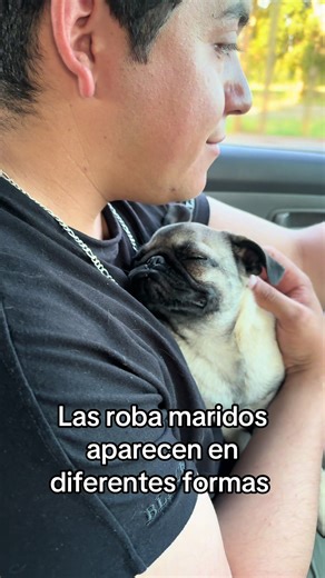 #fyp #pug #amor Rafaella 💘 | pug