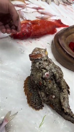 Stone Fish Cutting | Dangerous Stone Fish Preparation 😱 #StoneFish #SeafoodMarket #RareFish