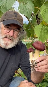 15K views · 817 reactions | The Garden Giant is a stellar species for...