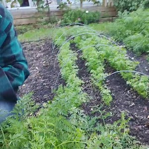 8.7K views · 578 reactions | Weeding carrot rows 凌 . After sowing...