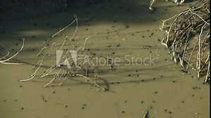 Polliwogs Swimming in Muddy Marsh Water - Shallow Depth of Field