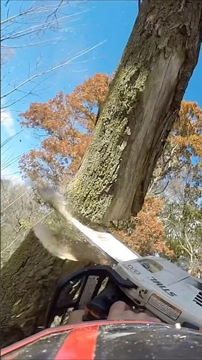 How did this happen? Cutting the bottom of a widowmaker😳 #dungrovetreeservice #certifiedarborist