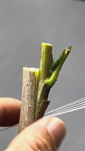 Grafting loquat trees: a quick and easy process that can be done in minutes.