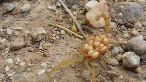 5 tips to help deal with scorpions found in your home