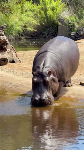 Are Hippos More Dangerous Than Lions? The Truth Is Surprising!