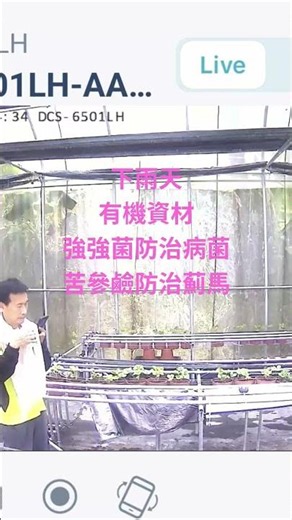 #有機栽種培育草莓苗，下雨天 縮短滴灌有機肥 150sec變60sec,避免缺氧爛根。使用 強強菌防治病害，使用苦參鹼防治薊馬蚜蟲