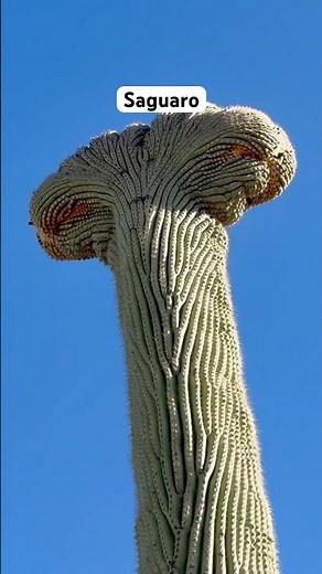 Saguaro National Park Travel Guide 🌵