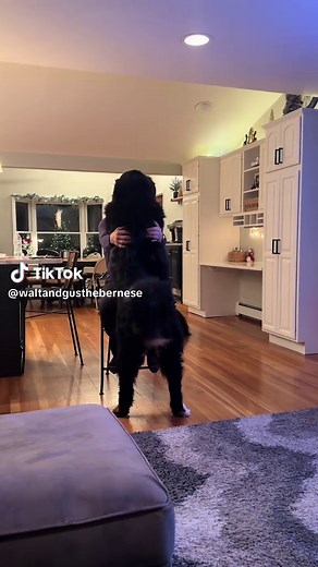 Bernese Mountain Dog Size Comparison with Adults
