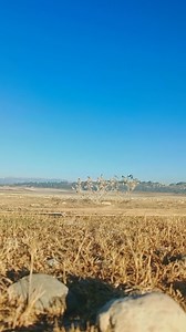 247K views · 5.5K reactions | Hunting goldfinches in the wild   #goldfinch #hunting #nature #Hunting_migratory_goldfinches #صيد_المقنين #bird_trap #Hunting_goldfinches_in_the_wild #birds #breeding | Wild Bird Beauty | Facebook