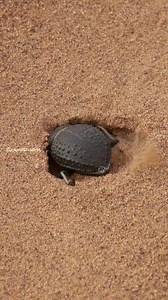 Scarab Beetle Digging sand Wincent NTefT #nature #wildlife #insect | HAWI Studios