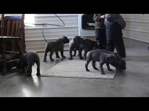 Cane Corso Puppies For Sale