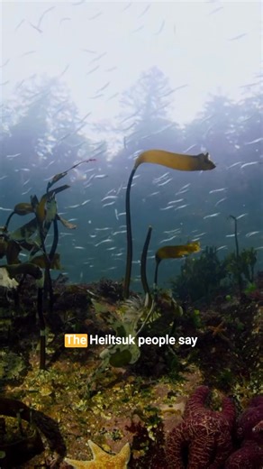 The annual herring spawn is a breathtaking natural event that transforms coastal waters into a vibrant, churning spectacle of life. In a massive and coordinated effort, millions of herring gather in dense shoals to release their eggs and milt (sperm) into the water. This process often turns the water a milky, opaque white or turquoise color as the milt mixes with the water, creating a visual phenomenon that can be seen for miles. The tiny, sticky eggs attach to kelp, seagrass, and rocky reefs, c