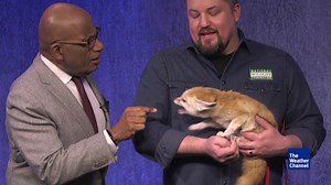 119K views · 1.3K reactions | Bringing wild animals into a studio isn't always a great idea. | The Weather Channel | Facebook