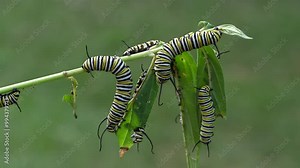 Monarch Caterpillars eating milkweed plant
