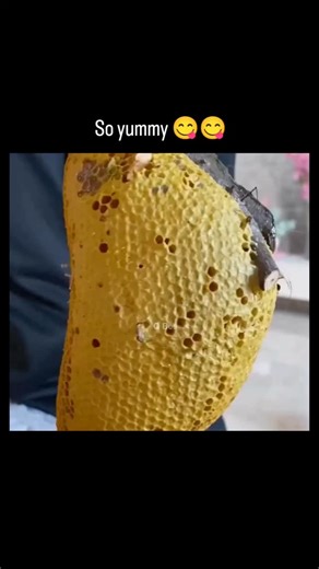 FullOnFunny on Instagram: "This Instagram post showcases a close-up ASMR video of raw honey dripping from freshly cut honeycomb, credited to Instagram @qbeeswettie , which has quickly amassed 35,000 views and 280 likes since posting early November 5, 2025. Replies, predominantly in Indonesian, emphasize the honey's authentic texture and sweetness, underscoring regional enthusiasm for natural hive-harvested products over processed alternatives. The content aligns with rising ASMR trends, where se