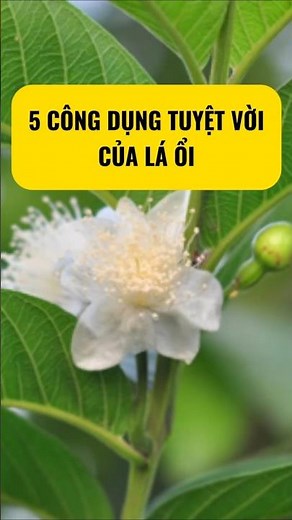 5 Amazing Benefits of Guava Leaves #letrang #healthyliving