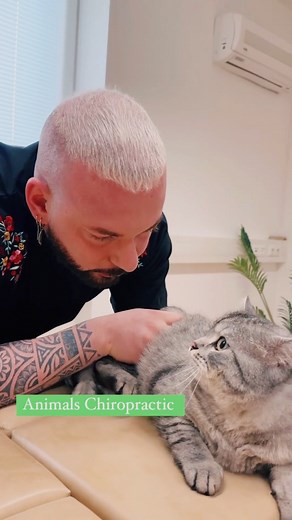 Cat with back pain 😢#chiropractortiktok #chiropracticadjustment #chiropractic | Animal chiropractor, osteopath & healer