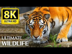 8K Animals, The Ultimate Wildlife Collection in 8K ULTRA HD/8K TV - With Relaxing Music 8K TV