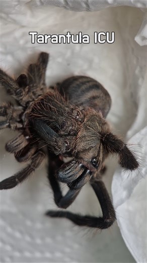 Tarantula ICU : molt failure Lampropelma carpenteri (슬라웨시블랙)