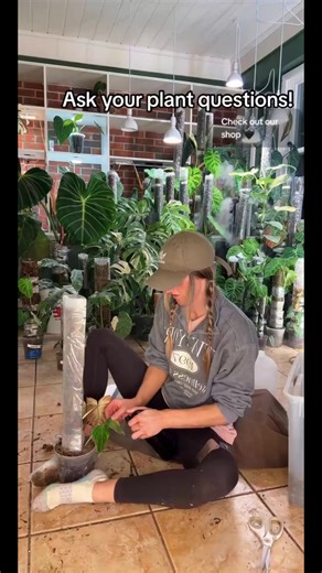 All Natural Pest Spray & Leaf Shine for Healthy Plants