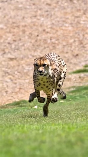 Why Cheetahs Run So Fast But Get Tired Quickly | Amazing Cheetah Facts #reels #facts