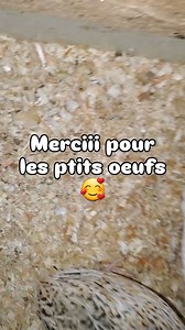 Petites cailles = petits oeufs. Je vais faire des mini crêpes ou des mini bugnes 🤣 On dirait presque des oeufs de dinettes. D'ailleurs je les conserves dans une mini boite d'oeuf que j'ai eu à pâques avec des chocolats 🤣 . La récup-tout en moi en est HYPER SATISFAITE et a envie de dire à son homme "tu vois que ça a servit! Et toc!" 😂 Bref il faut que j'achète ou fabrique de mini cocotier. D'ailleurs quelqu'un a une idée du temps de cuisson pour un oeuf à la coque, sachant qu'il faut 3 min pou