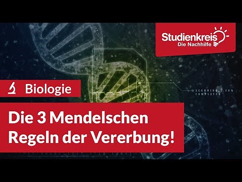 Die 3 Mendelschen Regeln der Vererbung! | Biologie verstehen mit dem Studienkreis