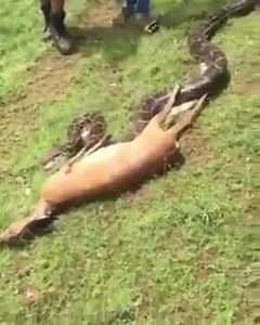 7.2K views · 92 reactions | Anaconda Swallows A Deer Whole! | A7 Entertainment | Facebook