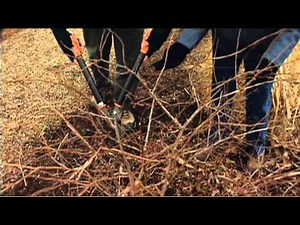 Pruning Blueberry Plants