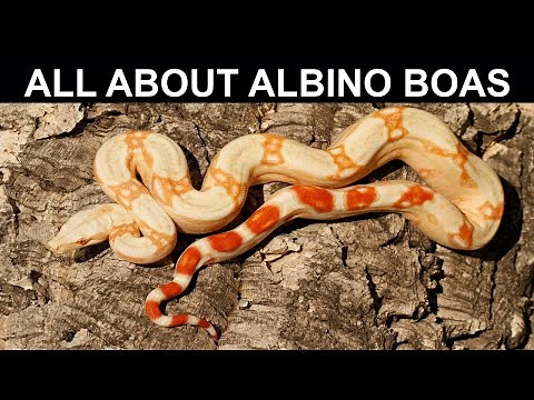 All About Albino Boas