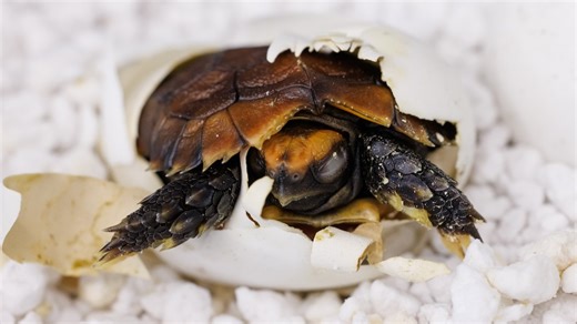 Earlier this year, two off-exhibit adult Forest Hinge-back Tortoises laid a clutch of four eggs. Last week, the last of these adorable, sawtooth-shelled babies successfully hatched, a celebratory first for the Aquarium with this African species! 👶🐢🥳 | Tennessee Aquarium