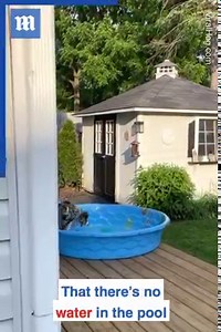 'If I play hard enough, the water will appear' 🐶🤦😂 via ViralHog | Daily Mail Video