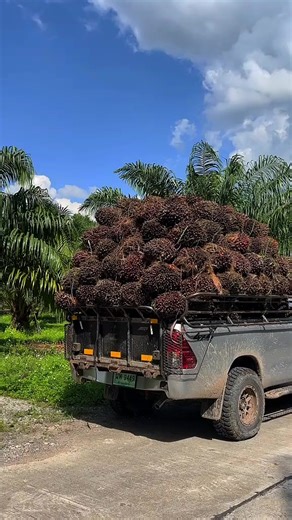 #kecambahsawit #petanisawit #ppks #bosmuda #sawit