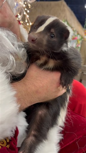 👂the word around town is that a bunch of kids are getting exotic pets this year from Santa!!! 🎅 | NJ Exotic Pets