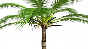 COCONUT TREE