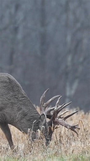 11K views · 331 reactions | #whitetail #whitetaildeer #hunting #fall #monsterbuck #deer #monster #bigbuck #bucks #antlers #hugedeer | Huntsenddeerranch | Facebook