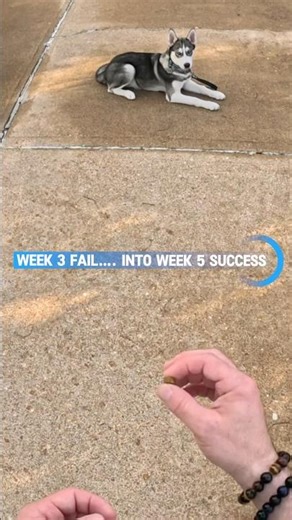 Flint Nails His 1st FRONT Command 🐶🔥