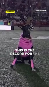 This couple achieved the record for the longest frisbee catch and it will leave you 🤯 | Dog Kindness