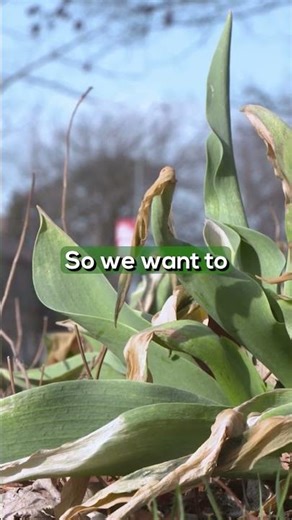 Frost Damaged Plants? Don’t Prune Yet!