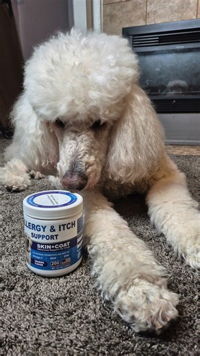 I Found The Solution After 7 Years: My Standard Poodle's Constant Battle With Itchy Skin