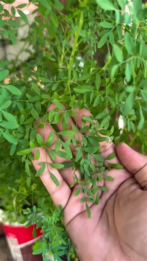RUE: AWAKENING YOUR VEINS AND YOUR ENERGY!