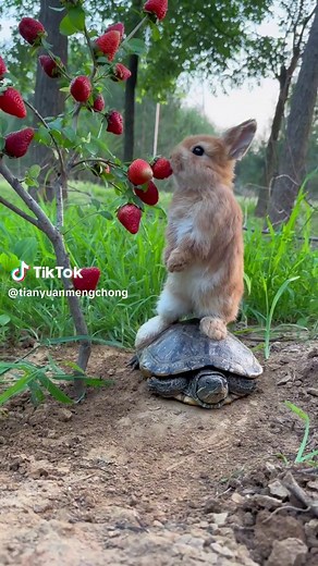 #cute #rabbit | Rabbit Cute Videos