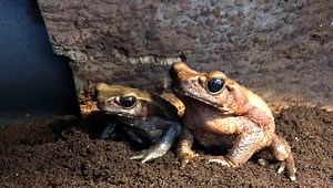 Memphis Zoo research into toad sperm could help endangered amphibians breed in the future